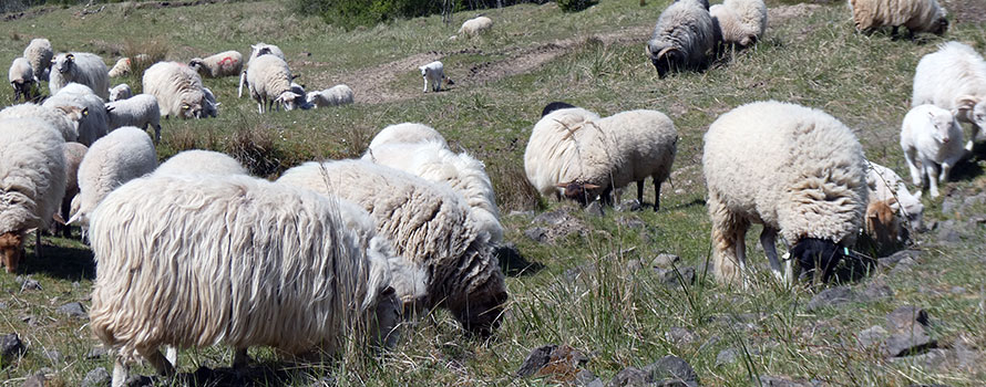 Schafe am Seilerberg